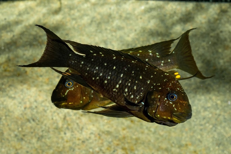 Petrochromis trewavasae 'Moliro'